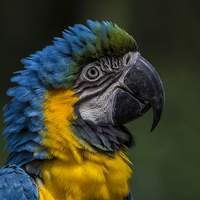 Buy canvas prints of Blue And Yellow Macaw by J Biggadike