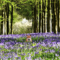 Buy canvas prints of Fox and The Bluebells by J Biggadike