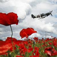 Buy canvas prints of Spitfire Over The Poppy by J Biggadike