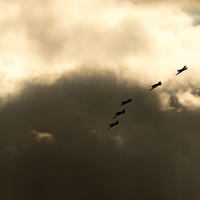 Buy canvas prints of Spitfires and Hurricanes by J Biggadike
