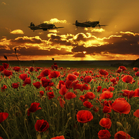 Buy canvas prints of Sunset Poppies Fighter Command by J Biggadike