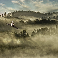 Buy canvas prints of Tiffy In The Mist by J Biggadike