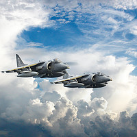 Buy canvas prints of Harriers by J Biggadike