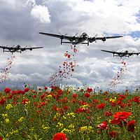 Buy canvas prints of Lancaster Remembrance - Poppy Drop by J Biggadike