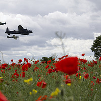 Buy canvas prints of BBMF Over The Poppies by J Biggadike