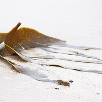 Buy canvas prints of Washed-up Seaweed by J Biggadike