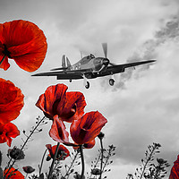 Buy canvas prints of Hurricane Poppy Fly Past Red by J Biggadike