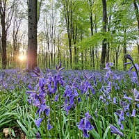 Buy canvas prints of Bluebell wood by Matthew Bates