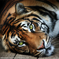Buy canvas prints of Sumatran Tiger by Matthew Bates