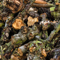Buy canvas prints of Pile of Logs by Matthew Bates