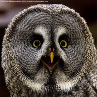 Buy canvas prints of Great Grey Owl by Matthew Bates