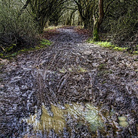 Buy canvas prints of Muddy Path by Matthew Bates