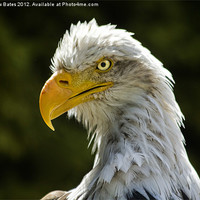 Buy canvas prints of American Bald Eagle by Matthew Bates