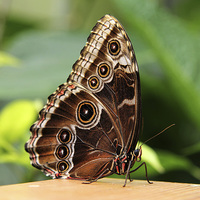 Buy canvas prints of Common Morpho Butterfly by Matthew Bates