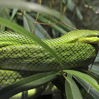 Buy canvas prints of Green Snake by Matthew Bates