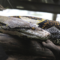 Buy canvas prints of Reticulated Python by Matthew Bates
