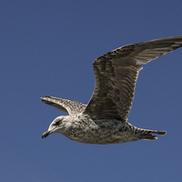 Buy canvas prints of Young Seagull by Matthew Bates