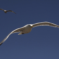 Buy canvas prints of Seagull Prowling by Matthew Bates