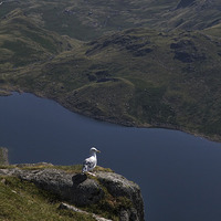 Buy canvas prints of Seagull at Snowdons summit. by Matthew Bates