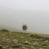 Buy canvas prints of Demon sheep of Helvellyn by Matthew Bates
