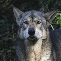 Buy canvas prints of  Iberian Wolf by Matthew Bates