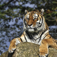 Buy canvas prints of Regal Tiger by Matthew Bates