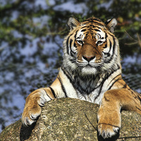 Buy canvas prints of Tiger by Matthew Bates