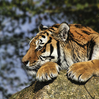 Buy canvas prints of Tiger by Matthew Bates