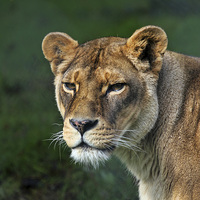 Buy canvas prints of Lioness by Matthew Bates