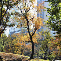 Buy canvas prints of Central Park trees by Matthew Bates