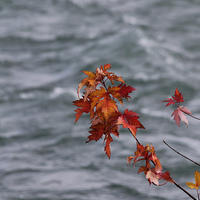 Buy canvas prints of Autumn Leaves by Matthew Bates