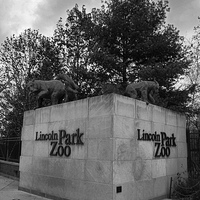Buy canvas prints of Lincoln Park Zoo by Matthew Bates