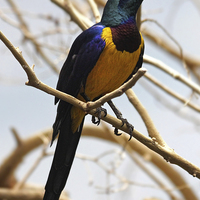 Buy canvas prints of Golden-breasted starling by Matthew Bates