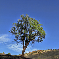 Buy canvas prints of Sunset Crater Volcano tree by Matthew Bates
