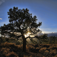 Buy canvas prints of Tree at Sunset by Matthew Bates