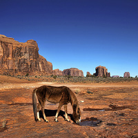 Buy canvas prints of Monument Valley Horse by Matthew Bates