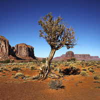 Buy canvas prints of  Monument Valley Tree by Matthew Bates