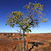 Buy canvas prints of Canyon de Chelly tree by Matthew Bates