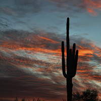 Buy canvas prints of Saguaro Cactus by Matthew Bates