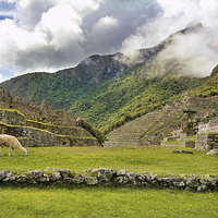 Buy canvas prints of Machu Picchu Llama by Matthew Bates