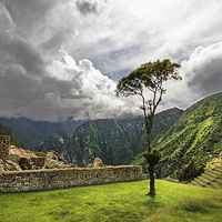 Buy canvas prints of Machu Picchu lone tree by Matthew Bates
