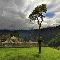 Buy canvas prints of Machu Picchu tree by Matthew Bates