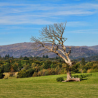 Buy canvas prints of Windswept tree by Matthew Bates