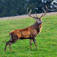 Buy canvas prints of Magnificent Stag by Matthew Bates