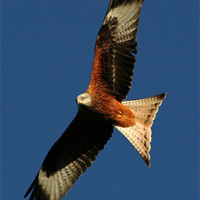 Buy canvas prints of Red Kite by Matthew Bates