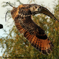 Buy canvas prints of Bengal Eagle Owl by Matthew Bates
