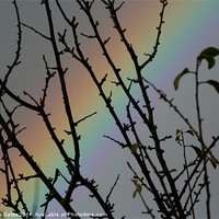 Buy canvas prints of Rainbow Tree by Matthew Bates