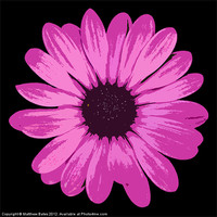 Buy canvas prints of African Daisy 2 by Matthew Bates
