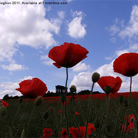 Buy canvas prints of Poppys in the sky by Ann Callaghan