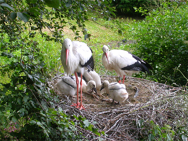 Storks nest (Ciconiidae) Picture Board by John Biggadike